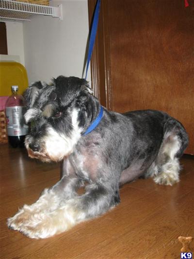 Stud Dogs - Miniature Schnauzer