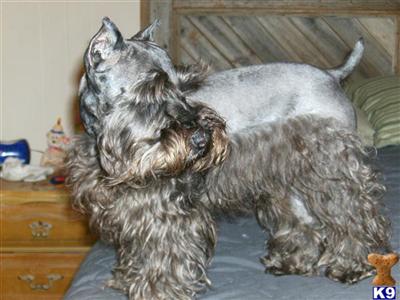 Stud Dogs - Miniature Schnauzer