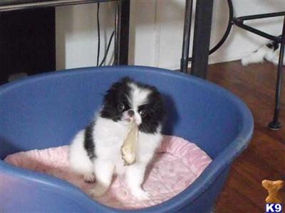 Japanese Chin Puppies for Sale
