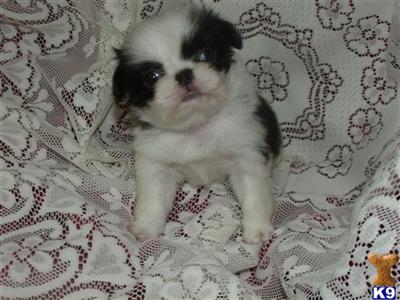 Japanese Chin Puppies for Sale