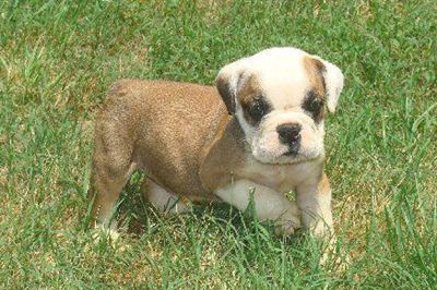 Old English Bulldog Puppies for Sale