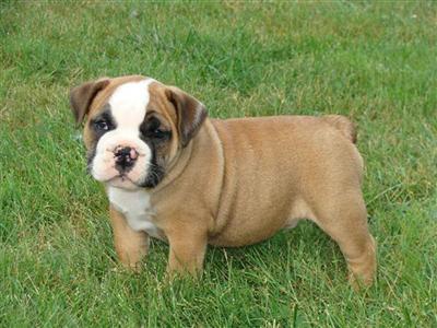 English Bulldog Puppies for Sale