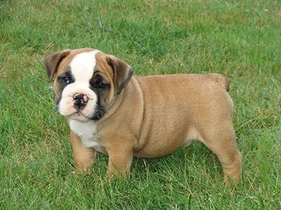 Puppies in TN