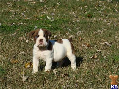 Puppies in TN