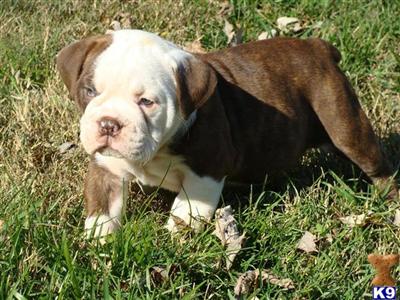 Puppies in TN