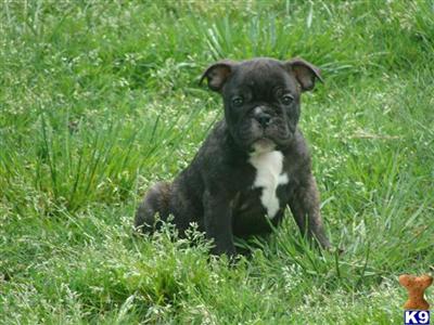 Puppies in TN