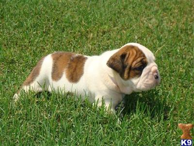 Puppies in TN
