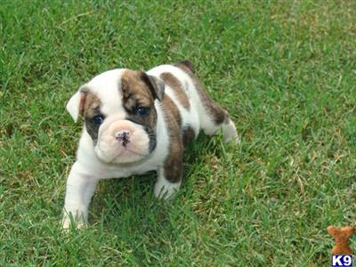 Puppies in TN