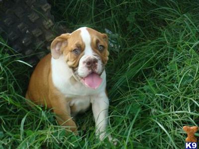 Puppies in TN