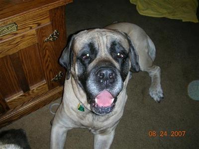 Stud Dogs - Mastiff