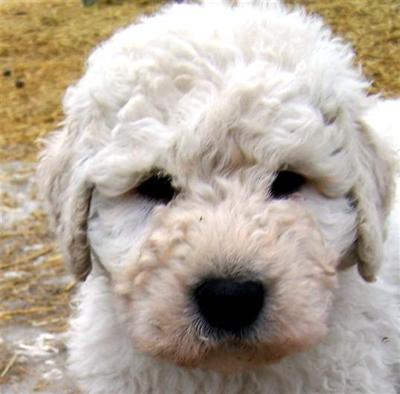 Puppies in ID