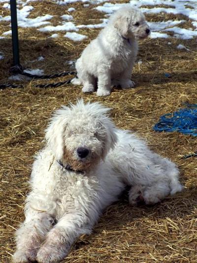 Puppies in ID