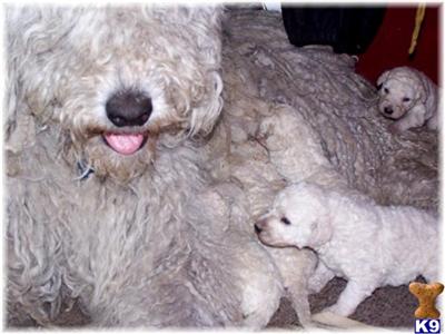 Komondor Puppies for Sale