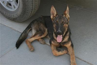 Dogs for Sale in CA