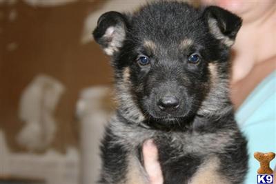 German Shepherd Puppies for Sale