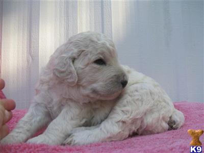 Poodle Puppies for Sale