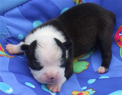 Boston Terrier Puppies for Sale