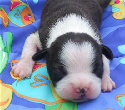 Boston Terrier Puppies for Sale