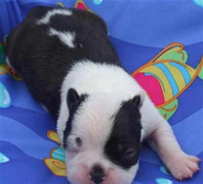 Boston Terrier Puppies for Sale