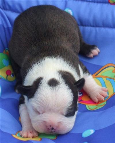Boston Terrier Puppies for Sale