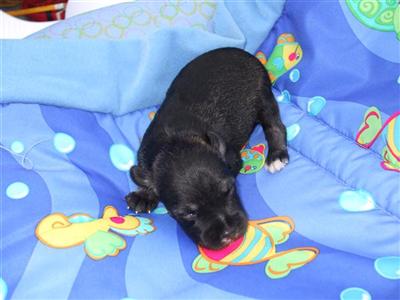 Miniature Schnauzer Puppies for Sale