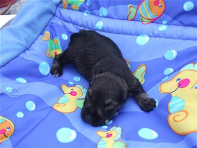 Miniature Schnauzer Puppies for Sale