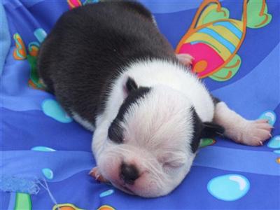 Boston Terrier Puppies for Sale