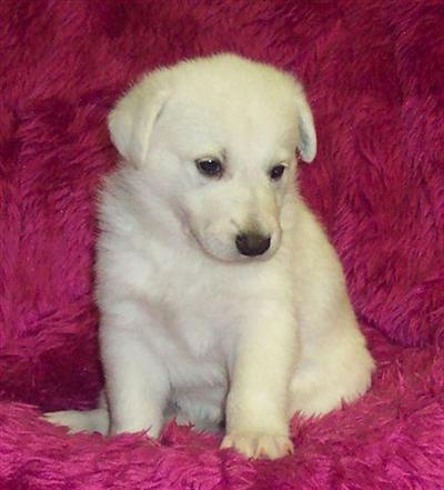 Dogs - German Shepherd