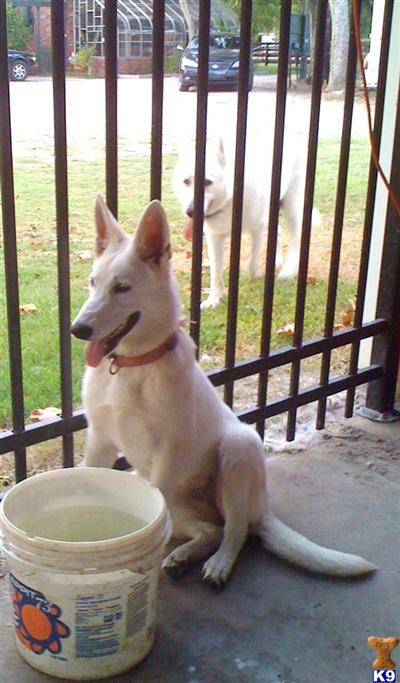 Dogs for Sale in TX