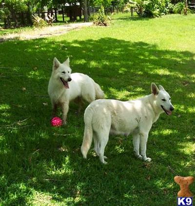 Dogs for Sale