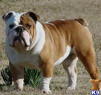 Stud Dogs - Bulldog