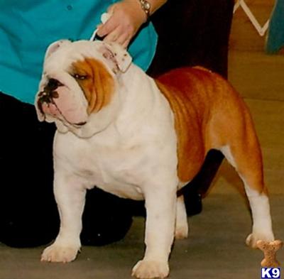 Stud Dogs - Bulldog