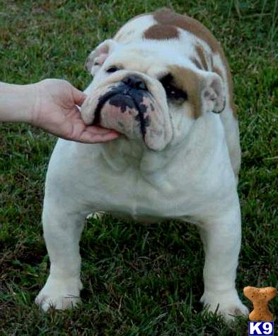 Stud Dogs - Bulldog