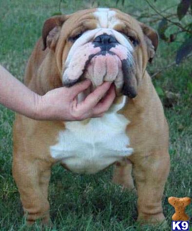 Stud Dogs - Bulldog