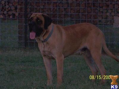 Stud Dogs - Mastiff