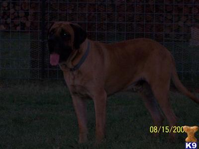 Stud Dogs - Mastiff