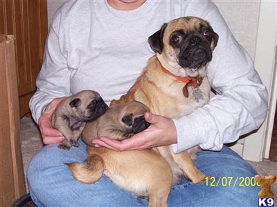 Puppies in WI