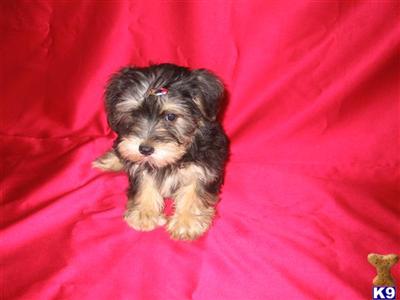Mixed Breed Puppies for Sale