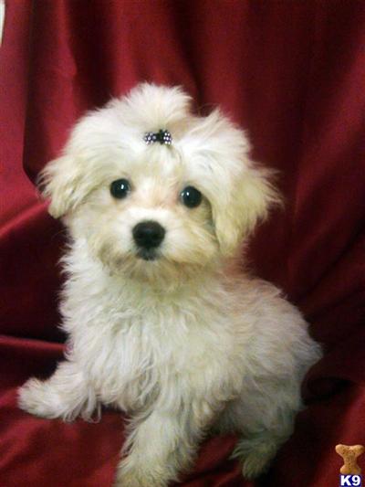 Puppies in NJ