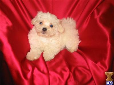 Puppies in NJ