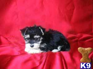Mixed Breed Puppies for Sale