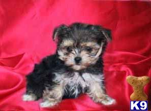 Mixed Breed Puppies for Sale