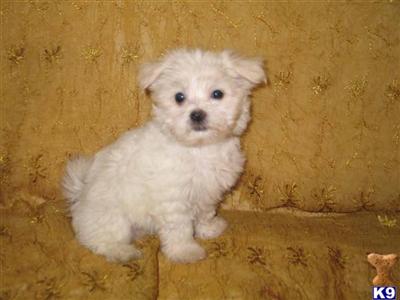 Puppies in NJ