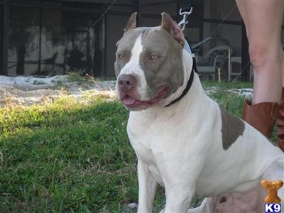 Stud Dogs in FL