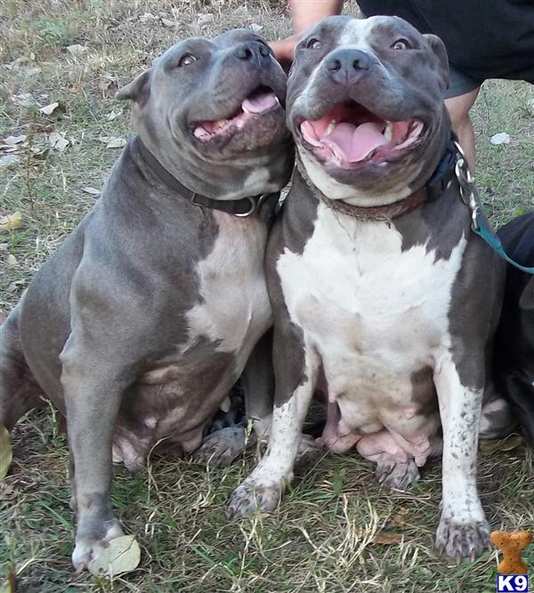 Pit Pull Dogs