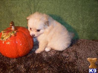 Puppies in LA