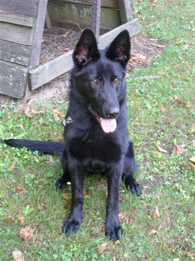 Dogs for Sale in CA