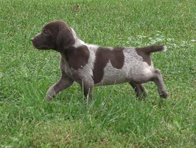 Puppies in WI