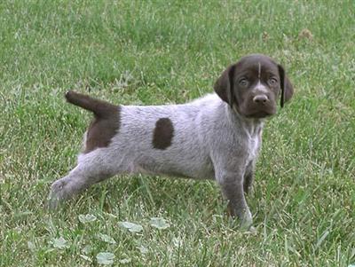 Puppies in WI