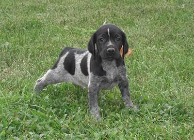 Puppies in WI